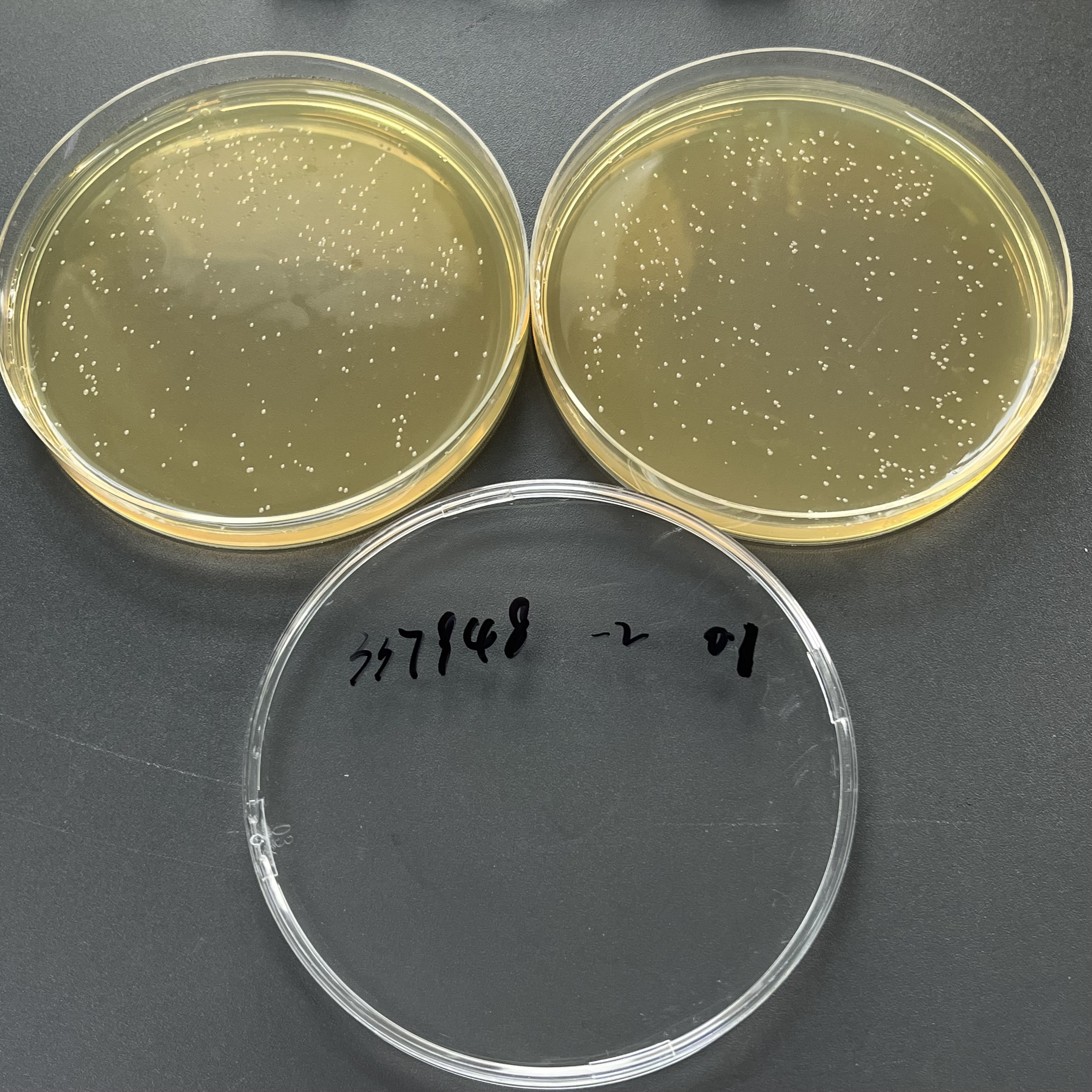 Quantitative strain of harmless Listeria monocytogenes-BNCC