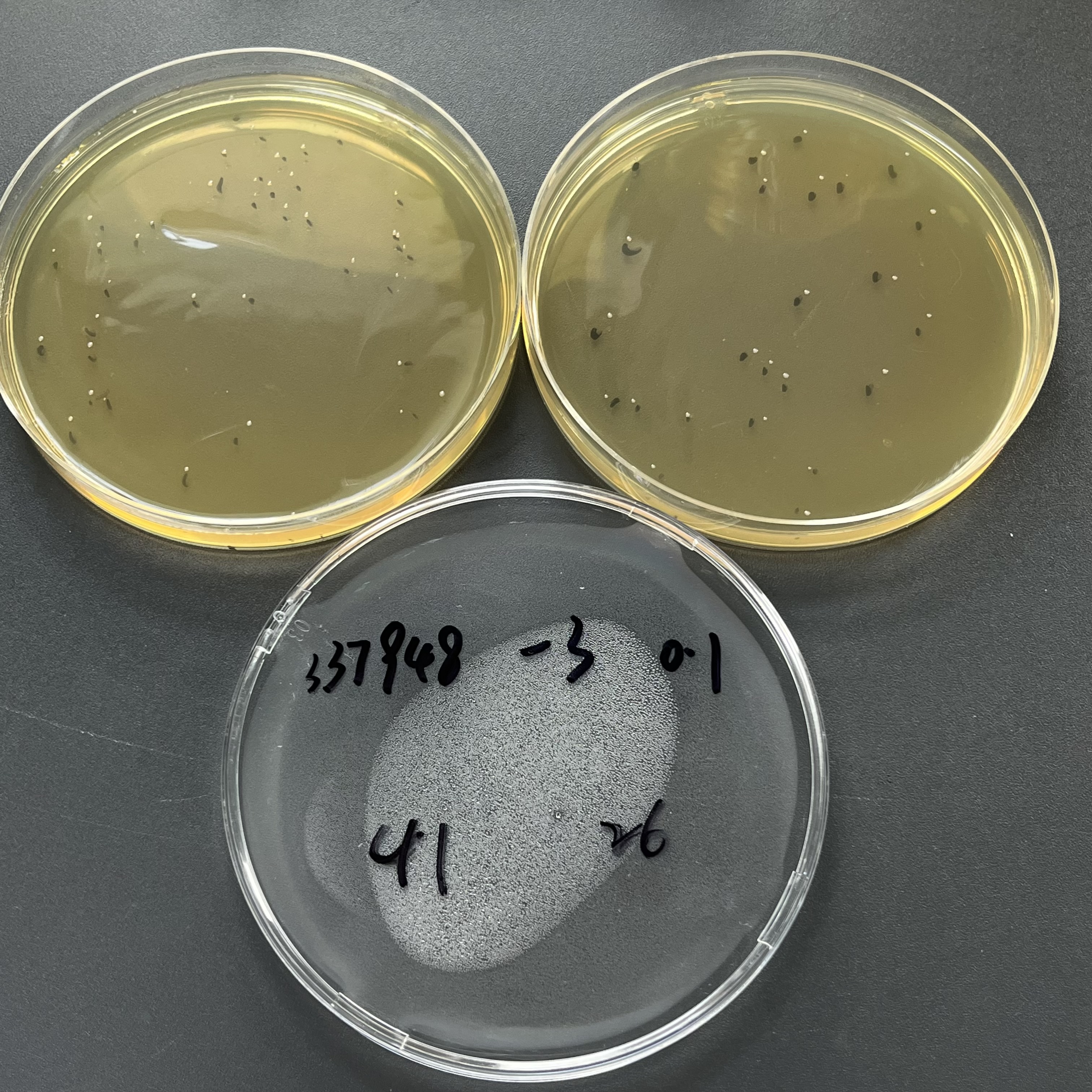 Quantitative strain of harmless Listeria monocytogenes-BNCC