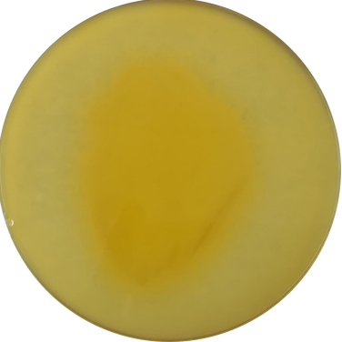 Long branch Trichoderma-BNCC