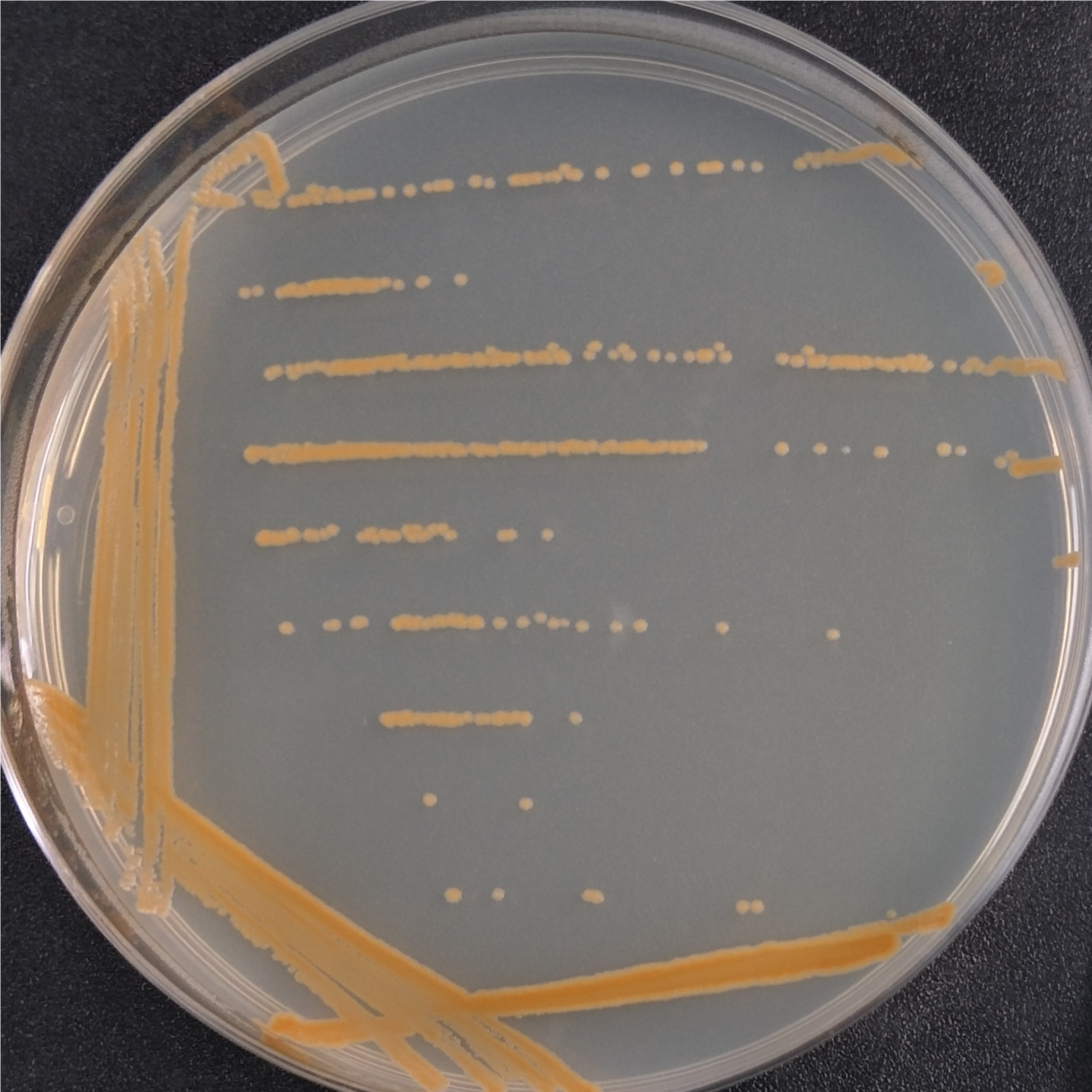 Bacillus subtilis-BNCC