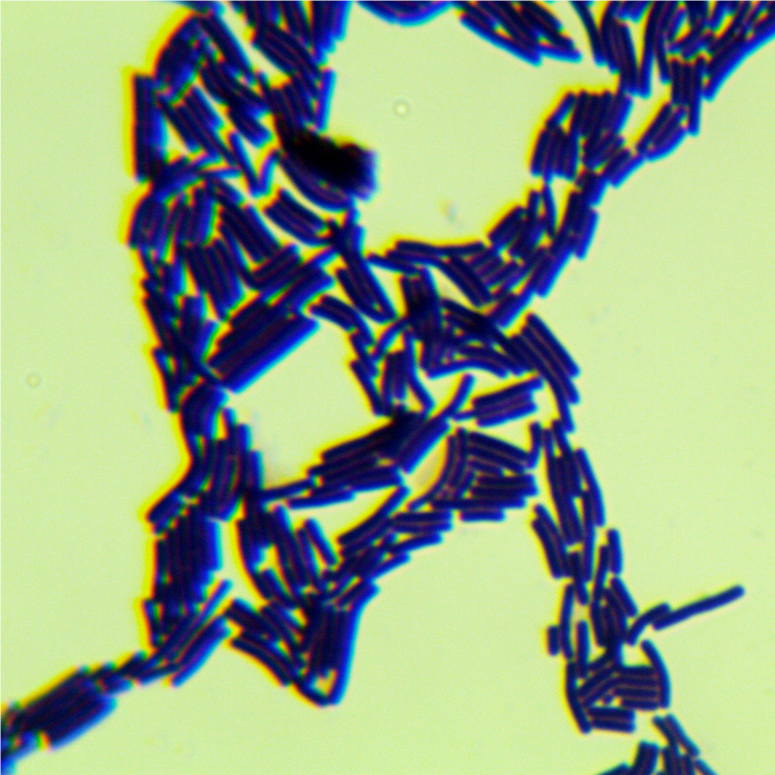 Bacillus subtilis-BNCC