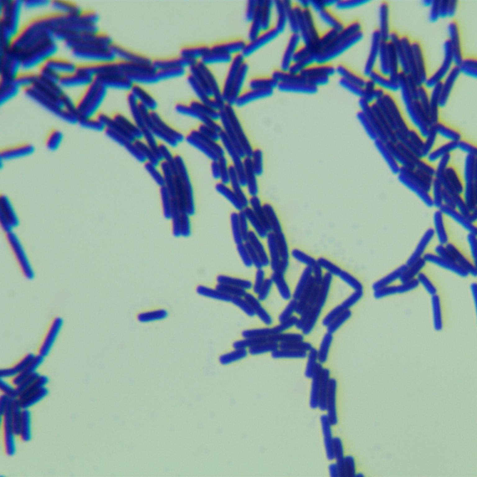 Bacillus cereus-BNCC