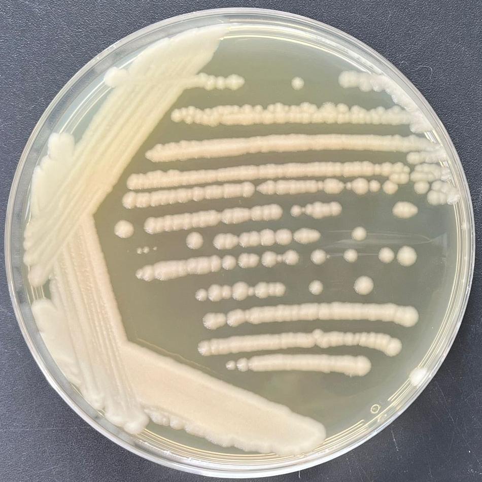 Bacillus cereus-BNCC