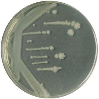 Bacillus subtilis-BNCC