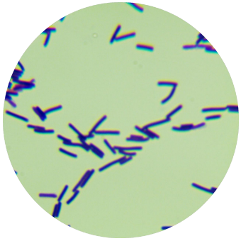 Bacillus subtilis-BNCC