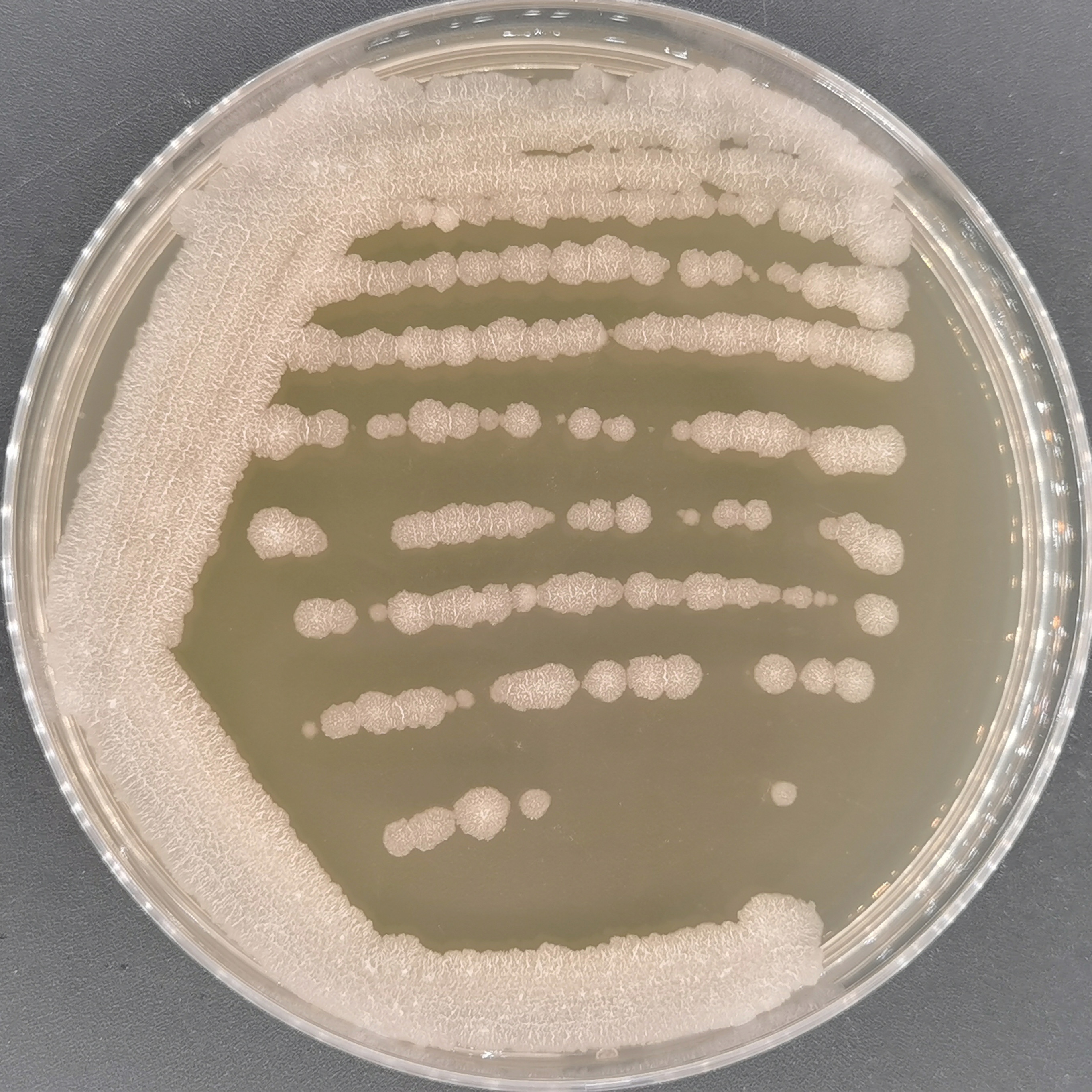 Bacillus subtilis 5230 [NRS 6]-BNCC