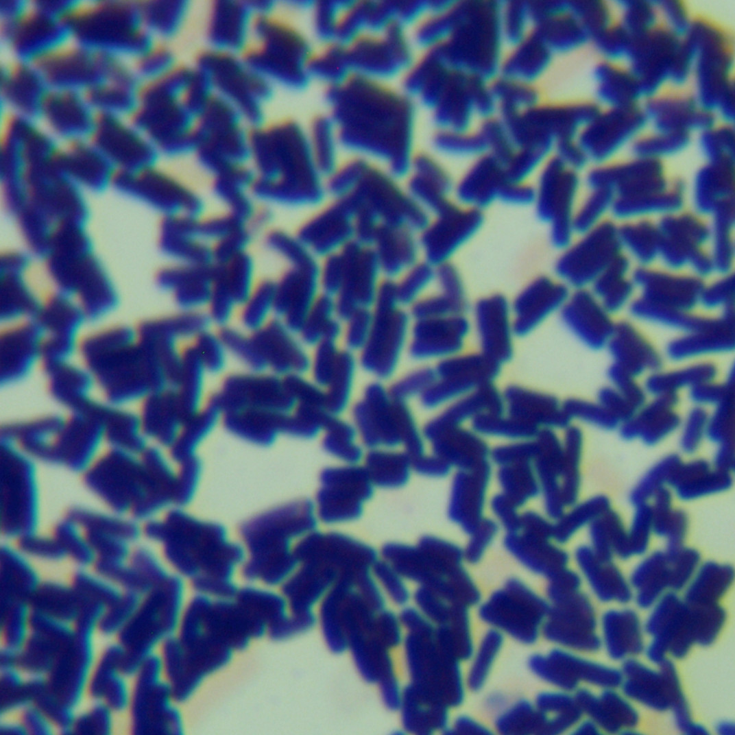 Bacillus subtilis 5230 [NRS 6]-BNCC
