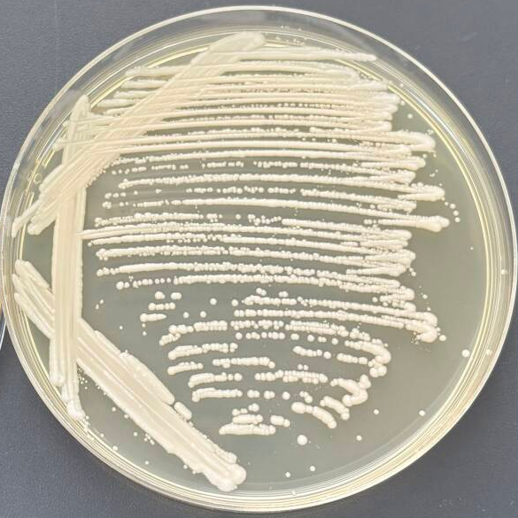 Max Kluwei yeast-BNCC