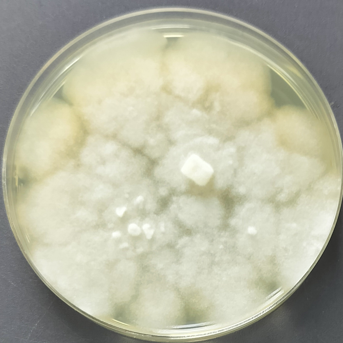 Chili Phytophthora-BNCC