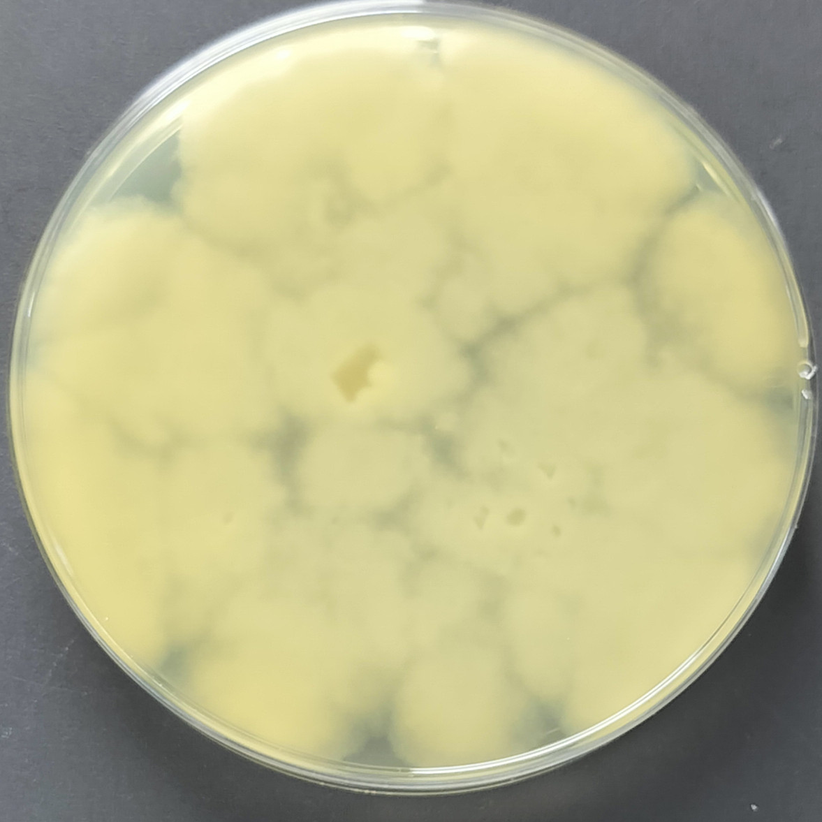 Chili Phytophthora-BNCC