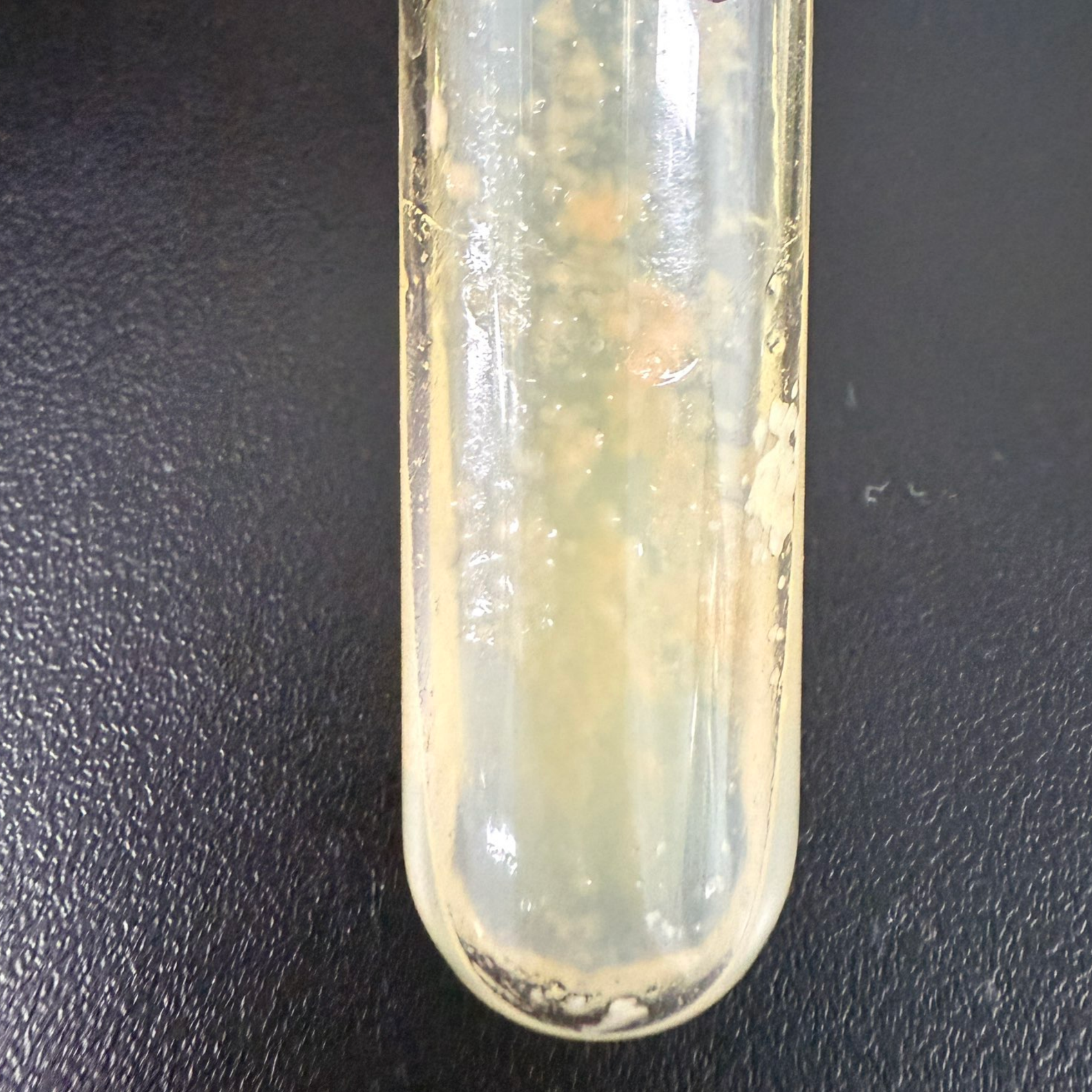 Zygomycota-BNCC