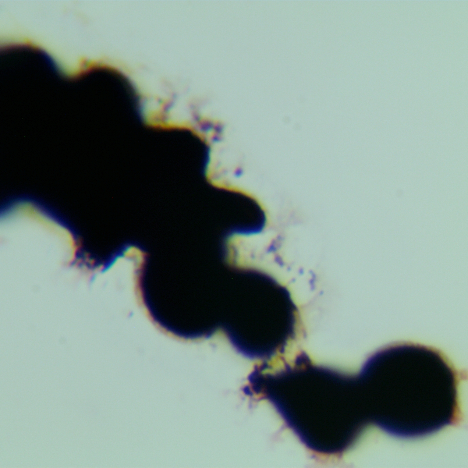 Zygomycota-BNCC