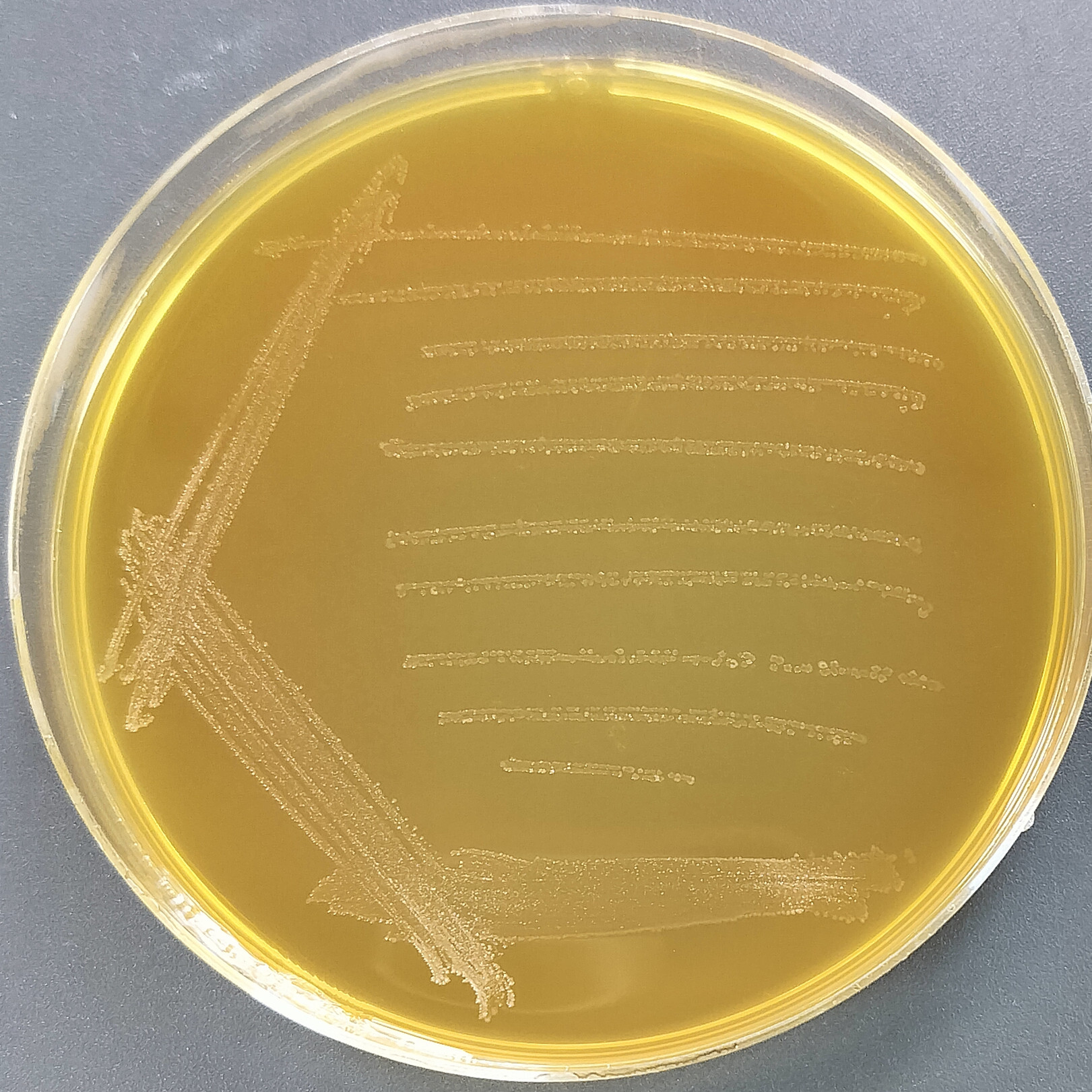 Lactobacillus casei-BNCC
