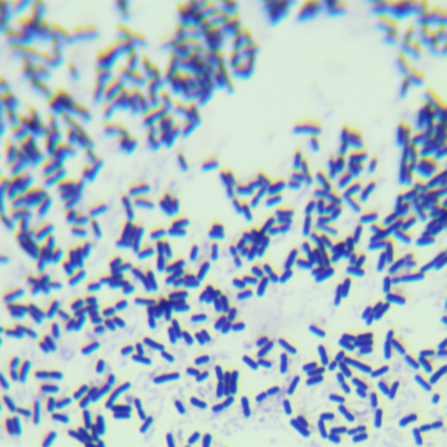 Lactobacillus casei-BNCC