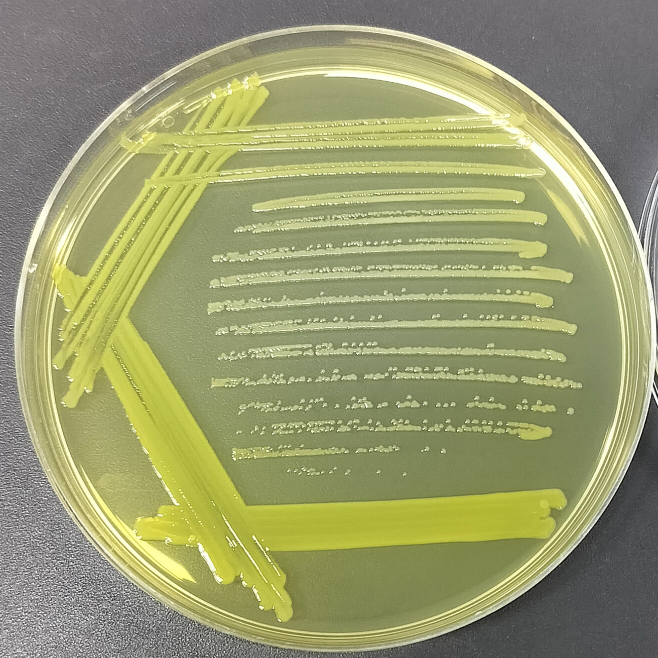 Burkholderia cepacia-BNCC