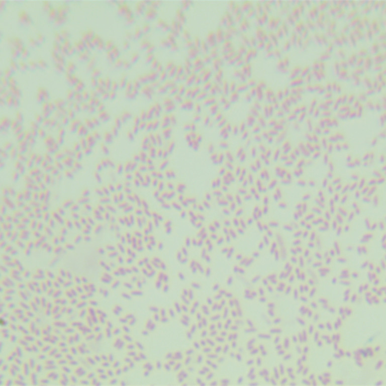 Burkholderia cepacia-BNCC