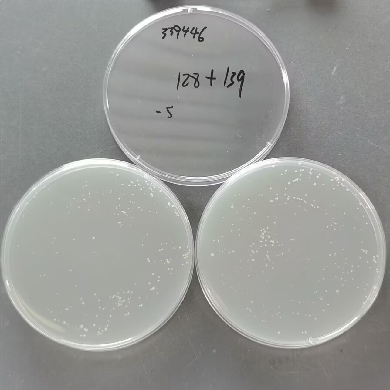 Mycobacterium bovis-BNCC