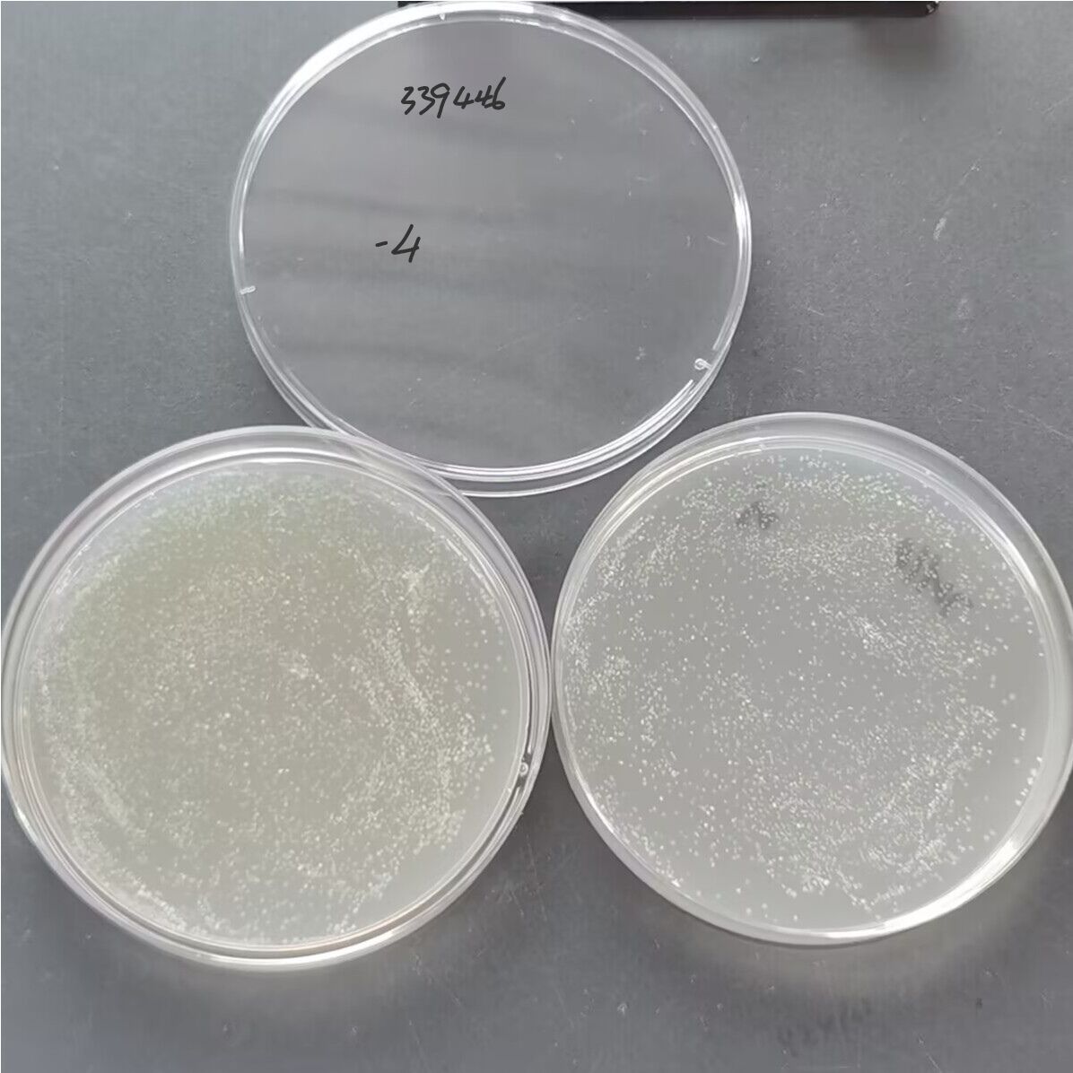 Mycobacterium bovis-BNCC