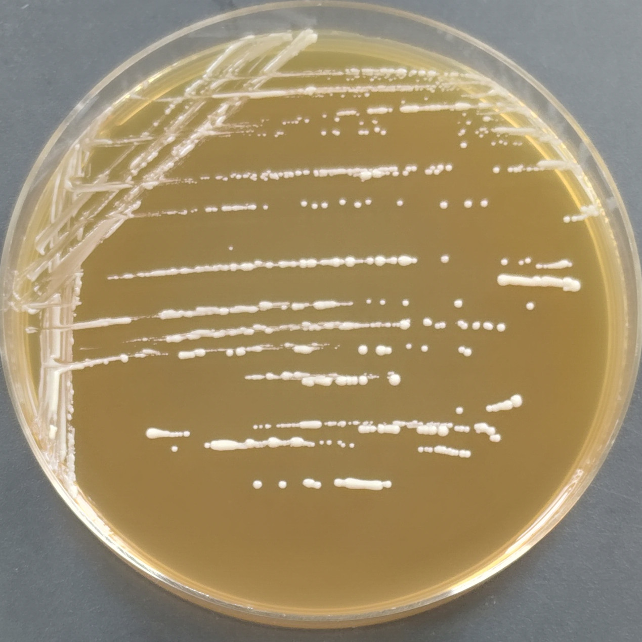 Lactobacillus paracasei-BNCC