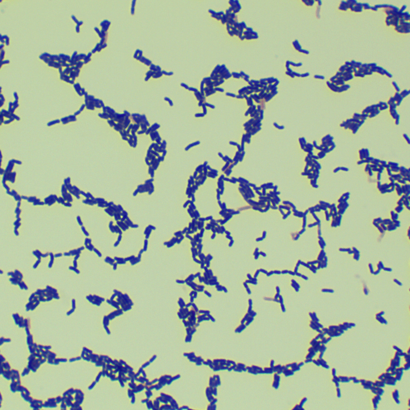 Lactobacillus paracasei-BNCC