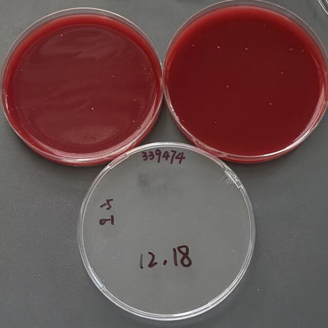 Campylobacter jejuni-BNCC