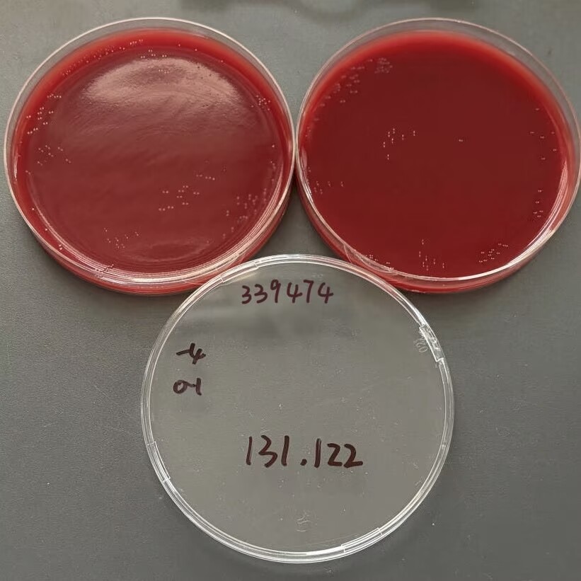 Campylobacter jejuni-BNCC