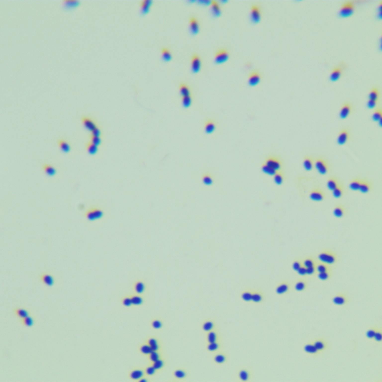Enterobacter faecalis-BNCC