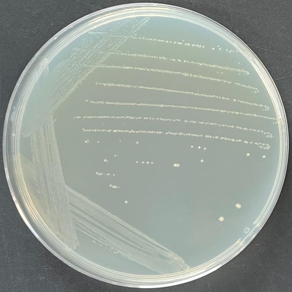 Bacillus subtilis, bacteria-BNCC
