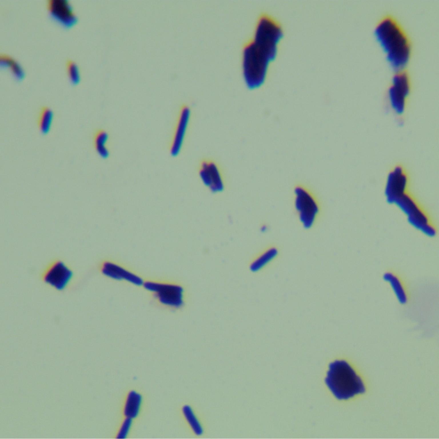 Bacillus subtilis, bacteria-BNCC