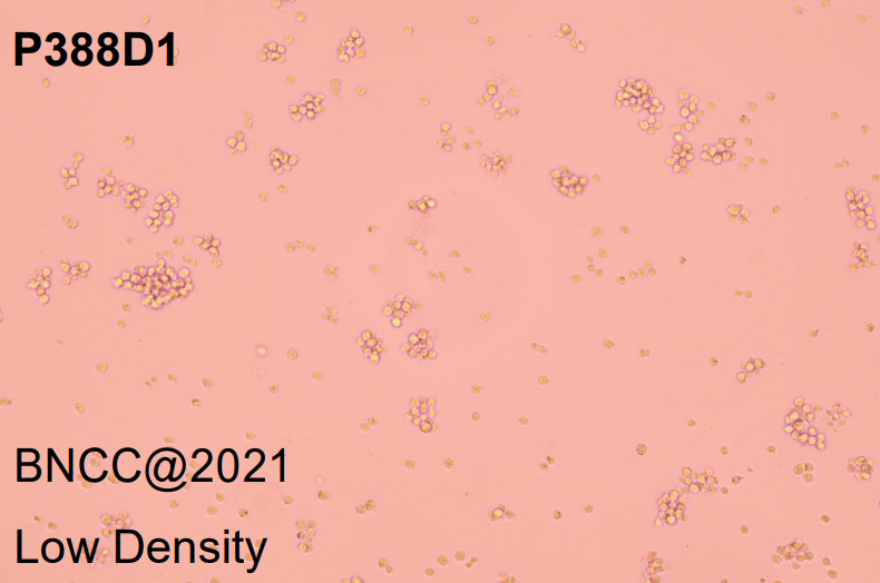 Mouse lymphoid tumor cells-BNCC