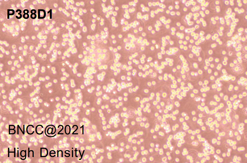 Mouse lymphoid tumor cells-BNCC