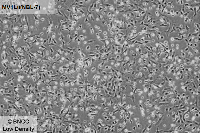 Mink lung epithelial cells-BNCC