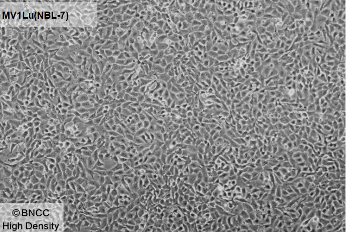 Mink lung epithelial cells-BNCC