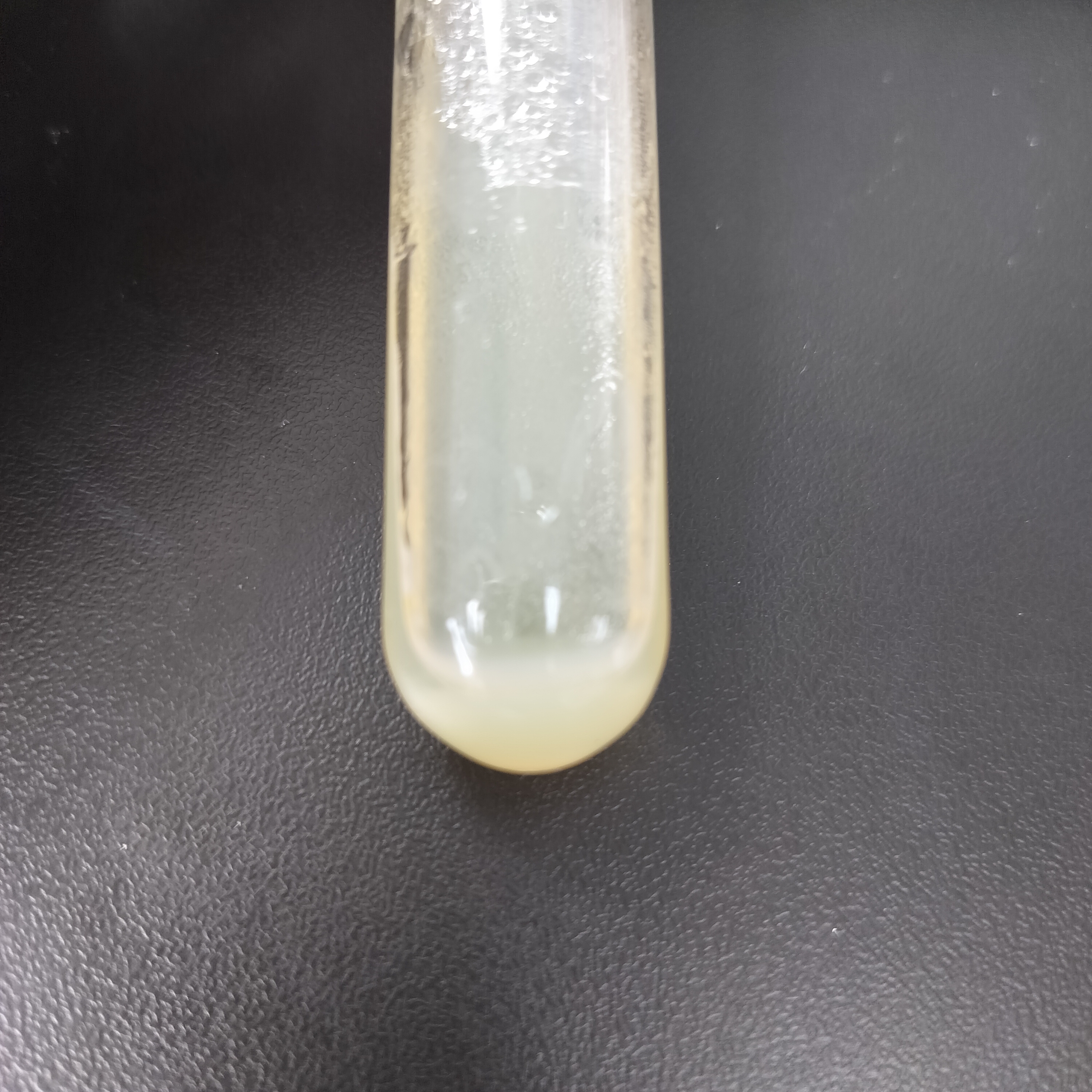 Xylobacter xylosilum (Bacillus xylinum)-BNCC