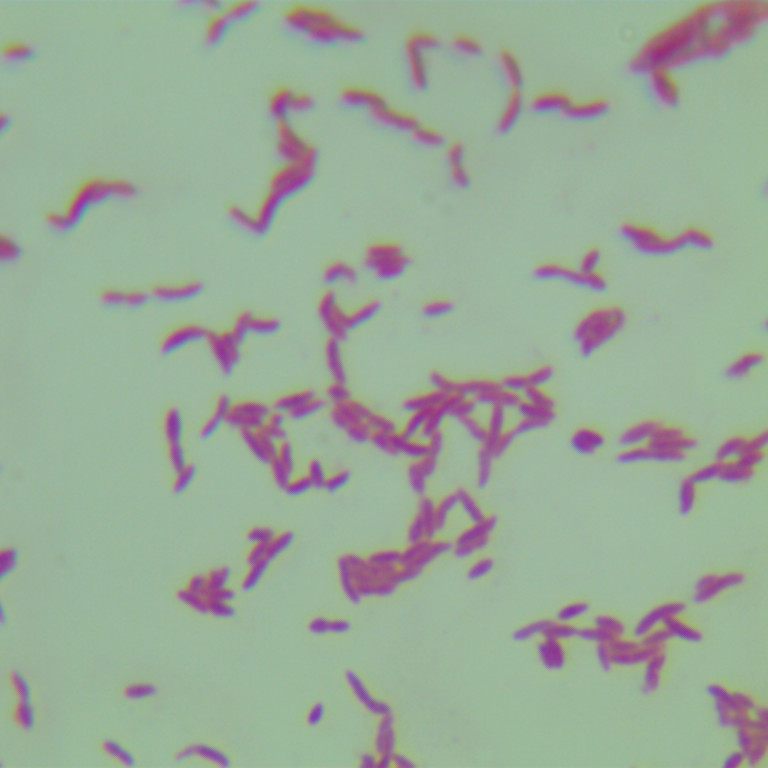 Xylobacter xylosilum (Bacillus xylinum)-BNCC