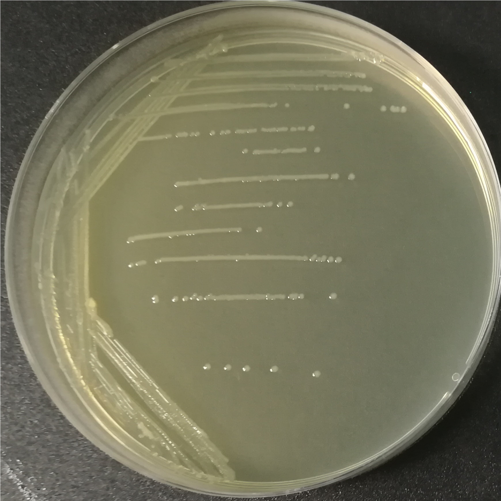 Salmonella enteritis subspecies-BNCC