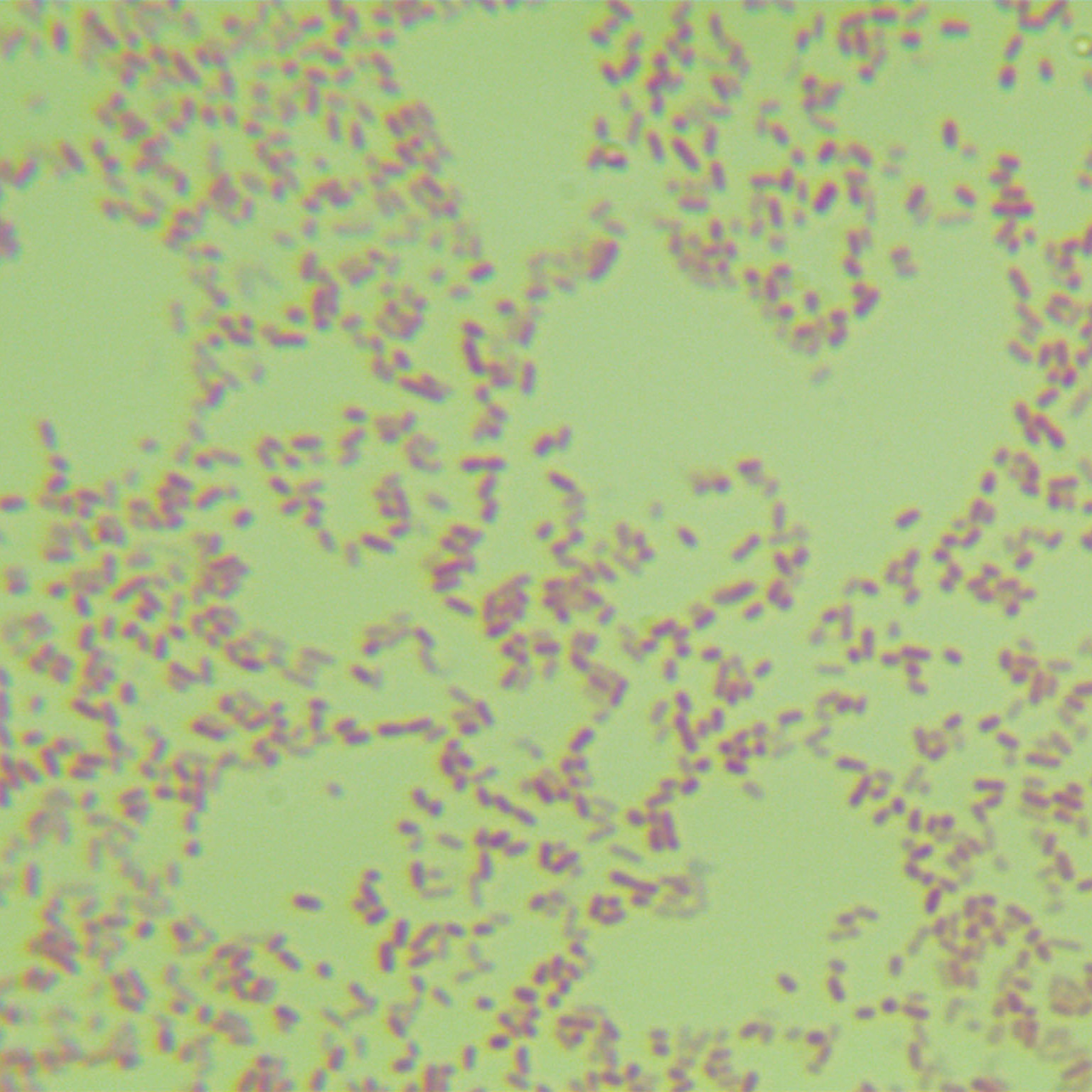 Salmonella enteritis subspecies-BNCC