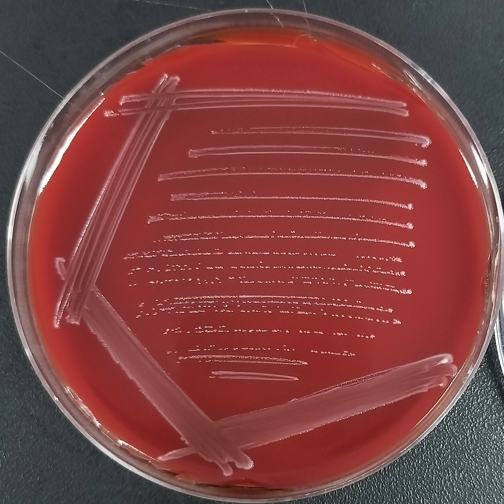 Lactococcus lactis subsp. lactis-BNCC