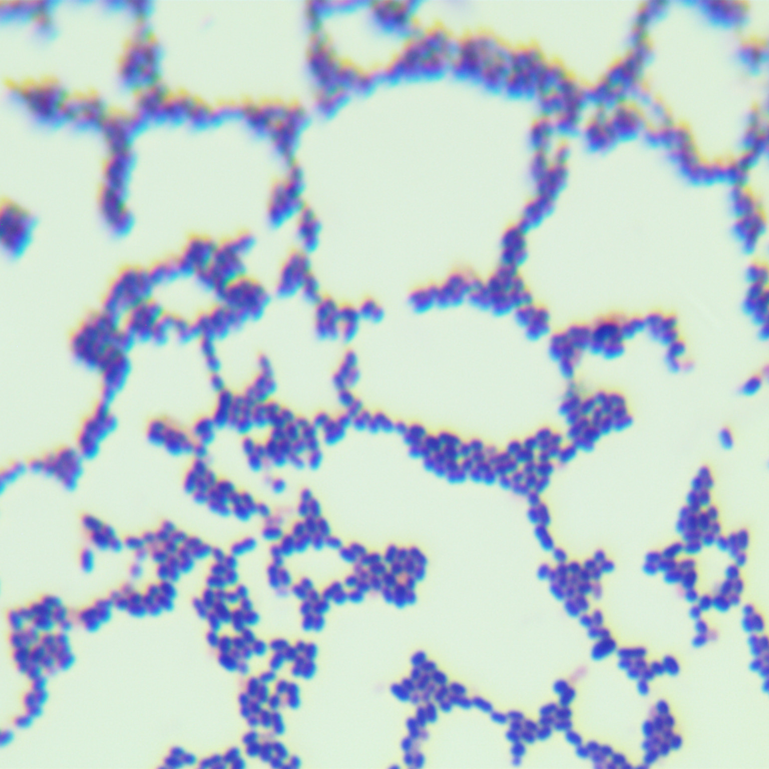 Lactococcus lactis subsp. lactis-BNCC