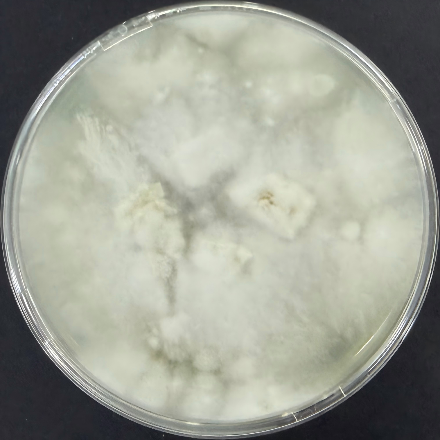 Firmicutes-BNCC