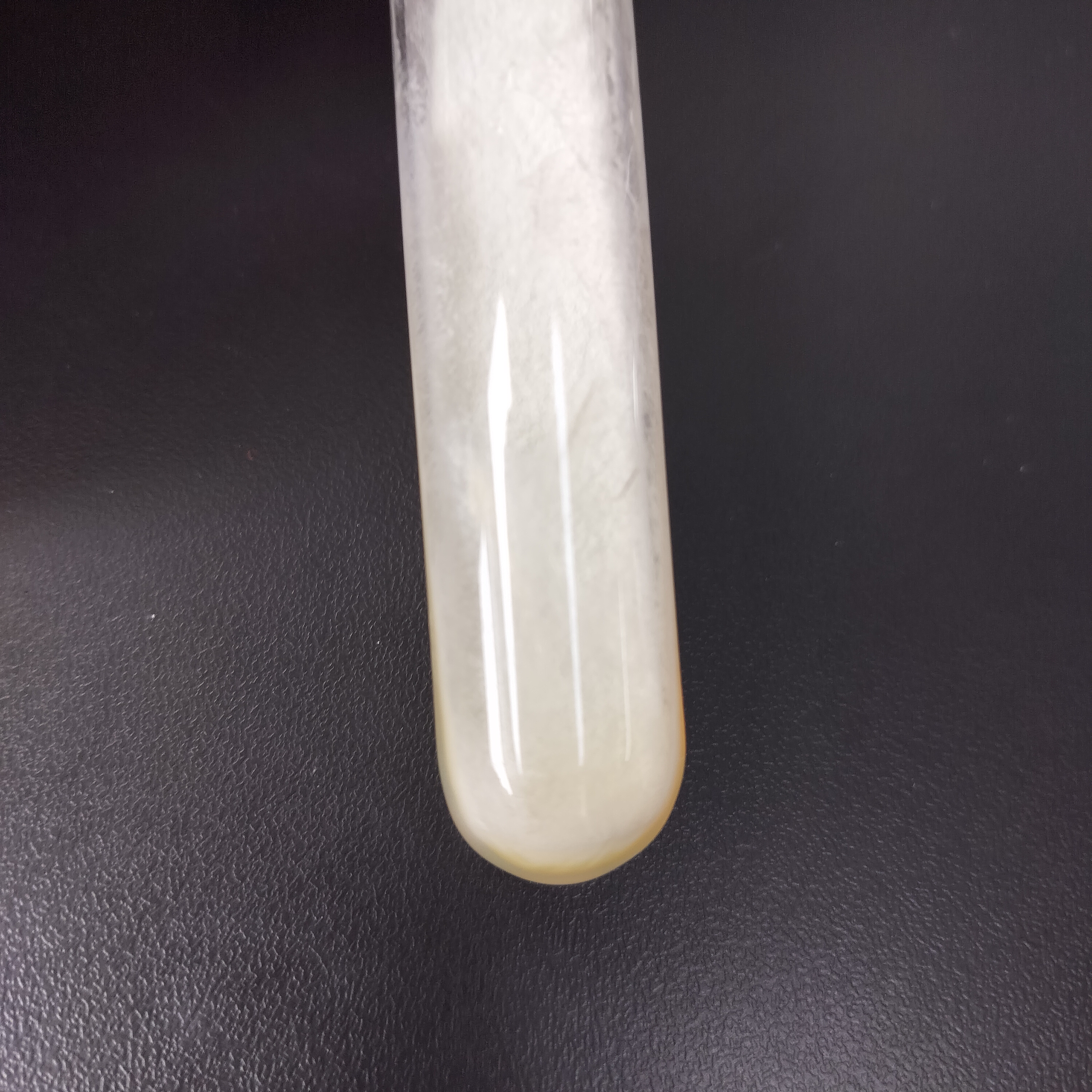 Gypsum Neisseria-BNCC