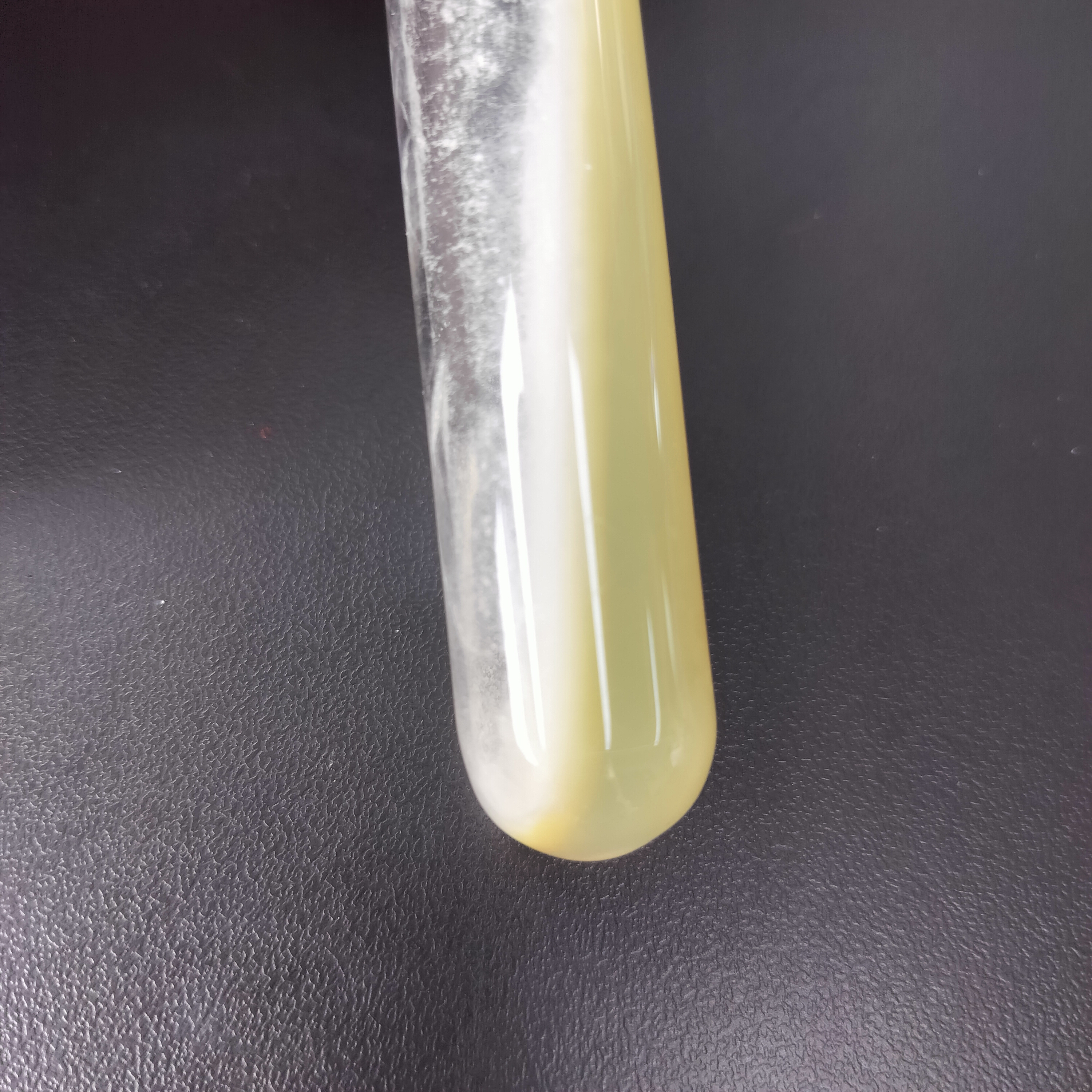 Gypsum Neisseria-BNCC