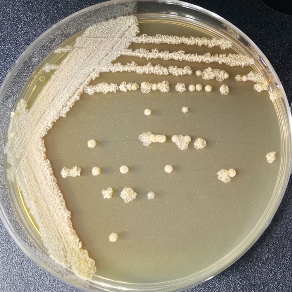 Streptomyces genus-BNCC