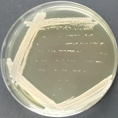 Candida albicans-BNCC