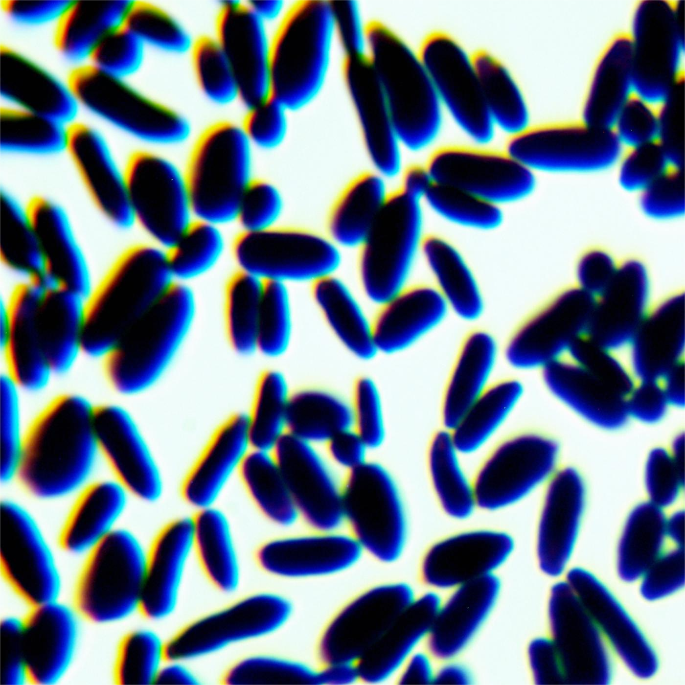 Candida albicans-BNCC