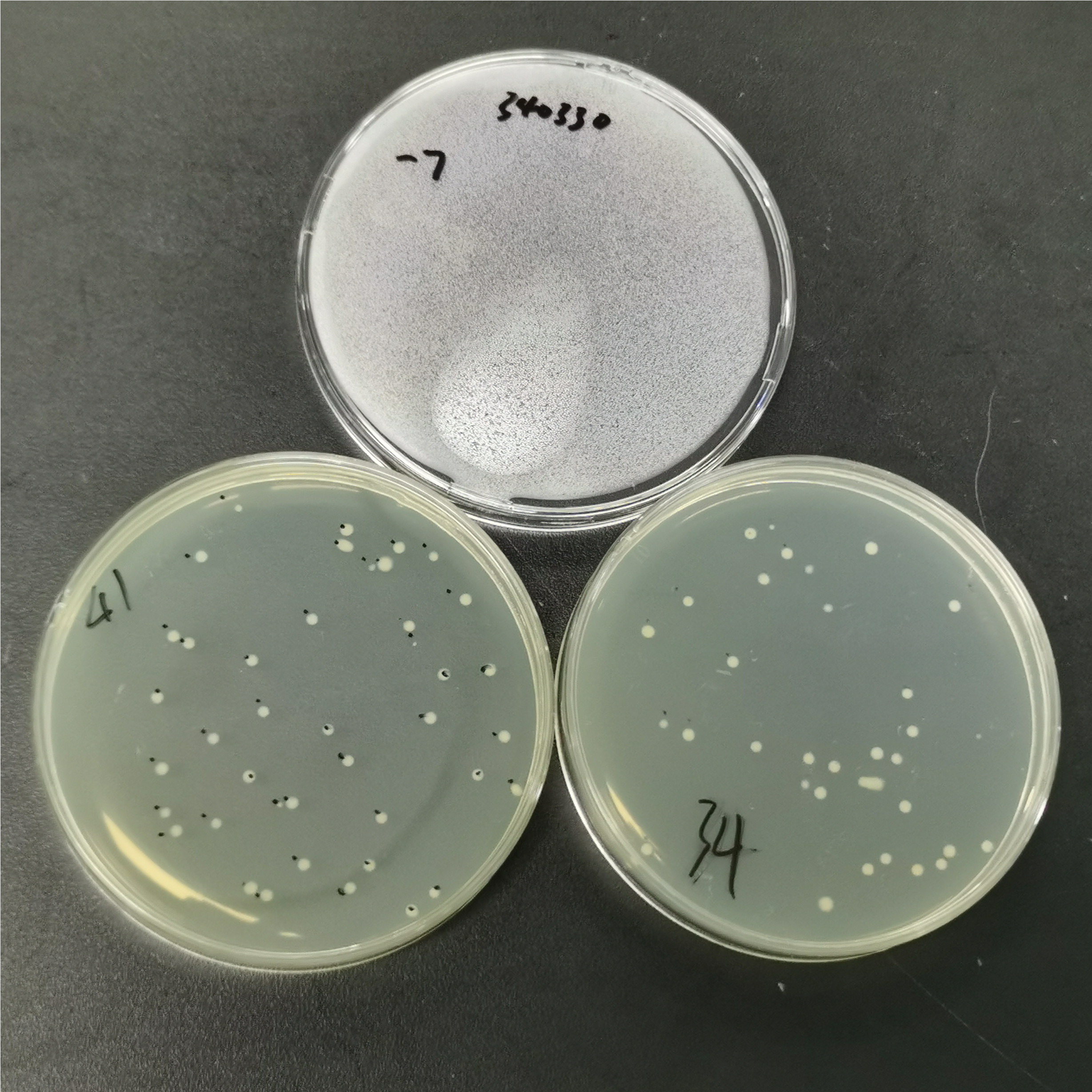 Cluster forming bacteria-BNCC