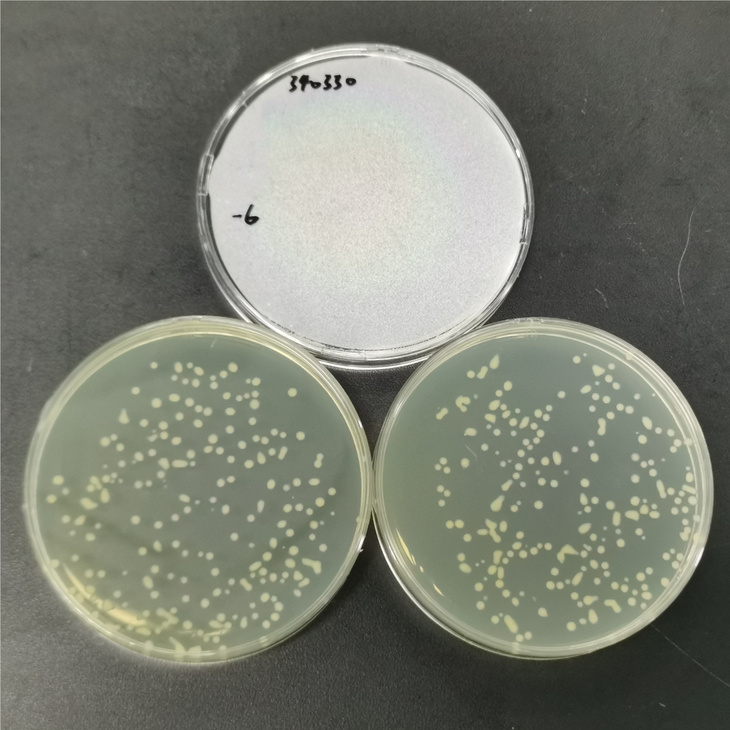 Cluster forming bacteria-BNCC