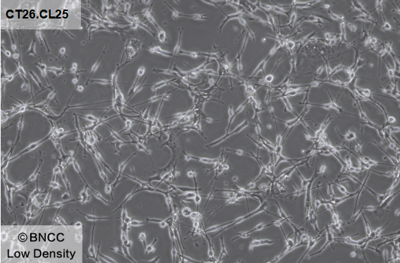 Mouse colon cancer cells-BNCC