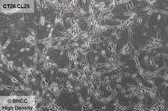 Mouse colon cancer cells-BNCC