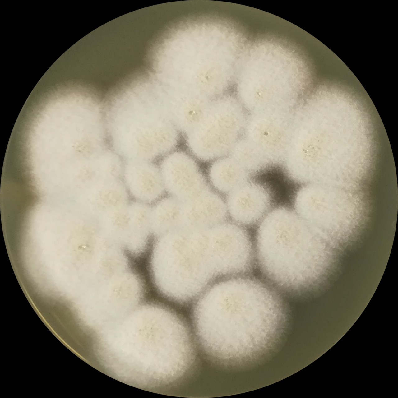 Short broom fungi-BNCC